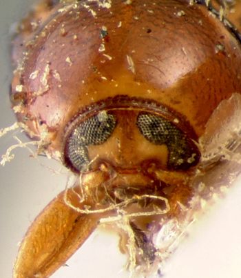 Media type: image; Entomology 9267   Aspect: head frontal view